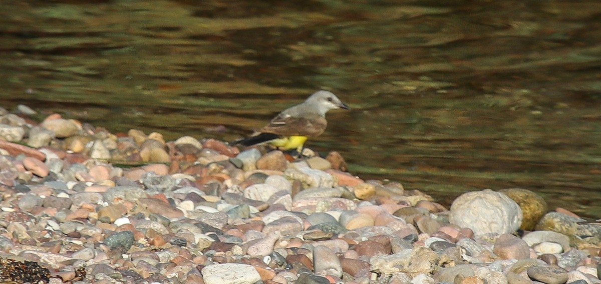 Western Kingbird - ML597410711