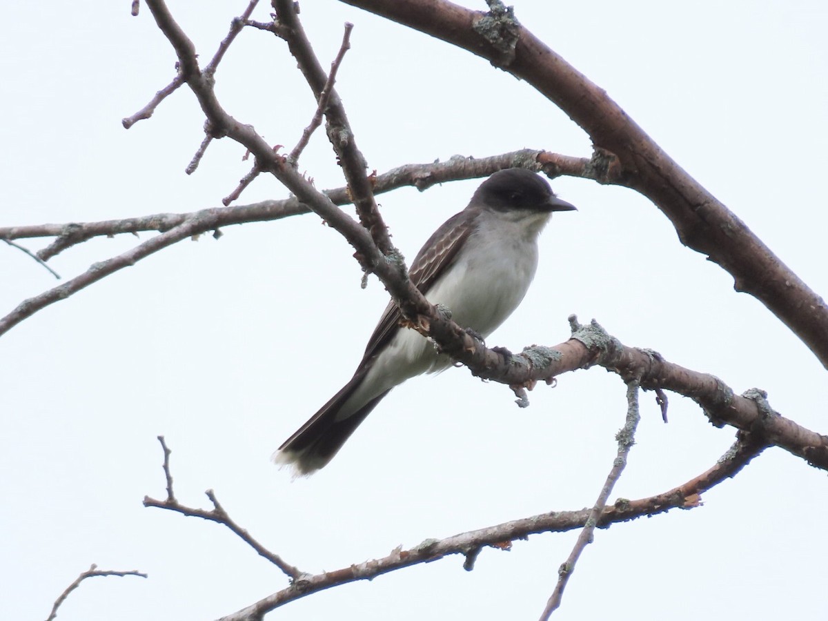 Eastern Kingbird - Tania Mohacsi