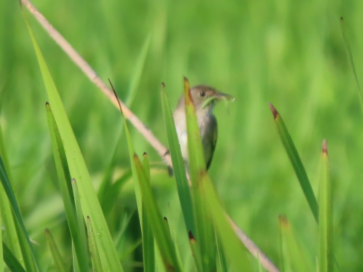 Willow Flycatcher - ML597411711