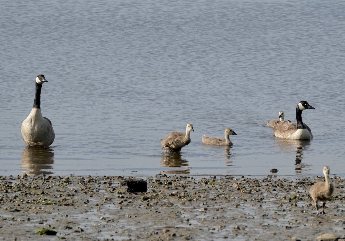 Canada Goose - ML597413091