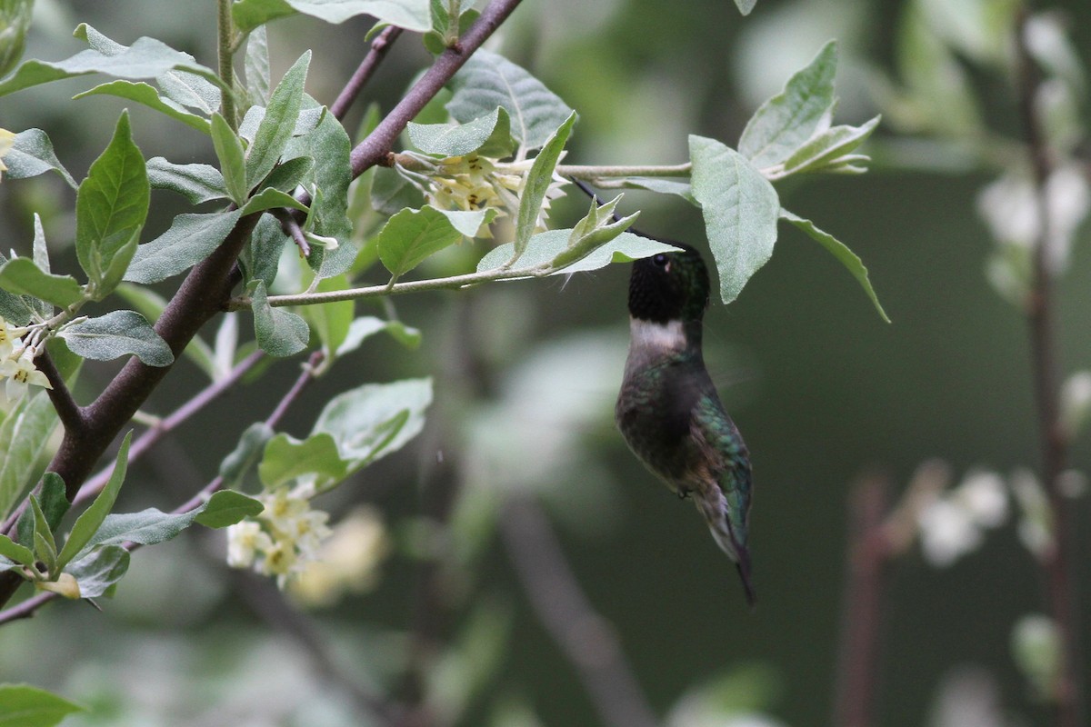 Ruby-throated Hummingbird - Drew Weber