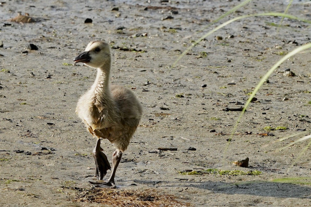 Canada Goose - ML597413141