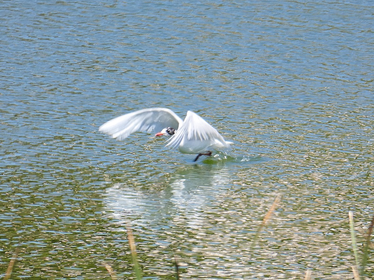 Gaviota Cabecinegra - ML597413271