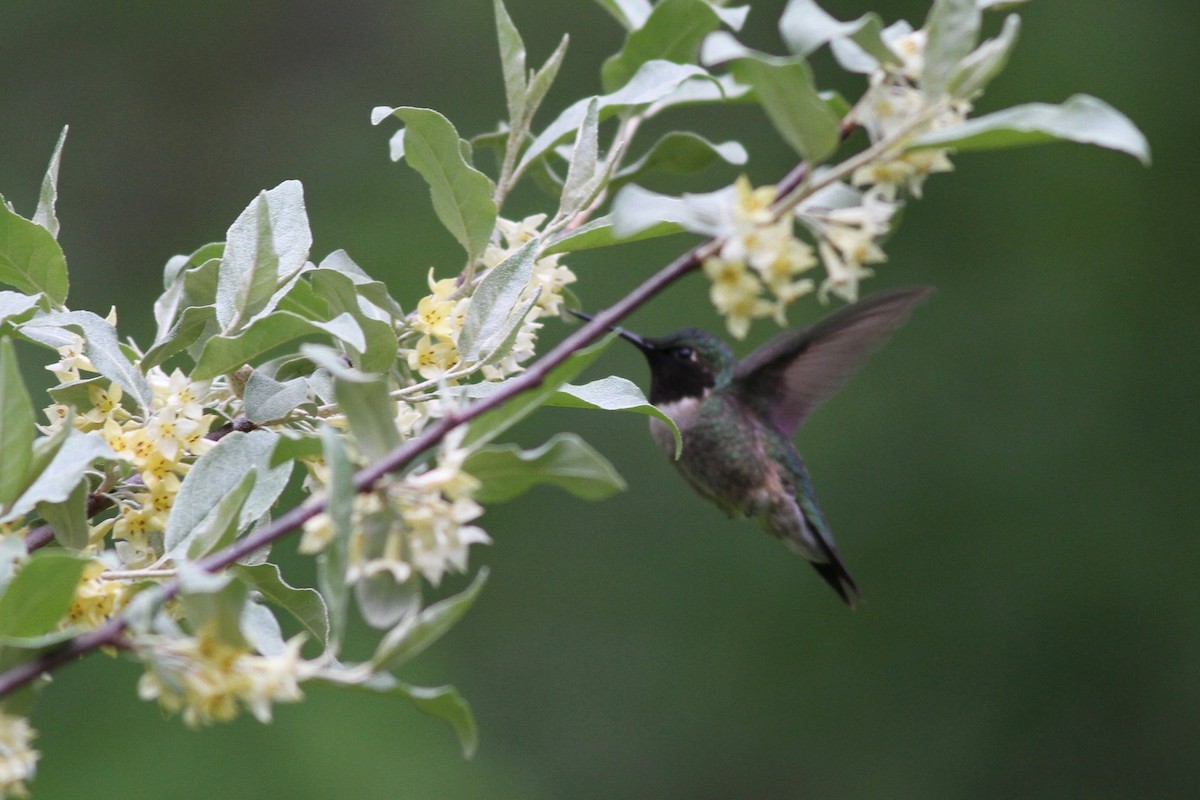 Ruby-throated Hummingbird - Drew Weber