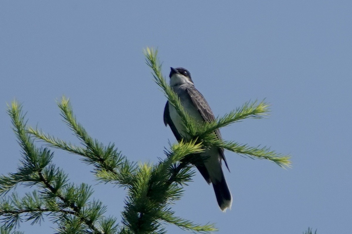 Eastern Kingbird - ML597415271