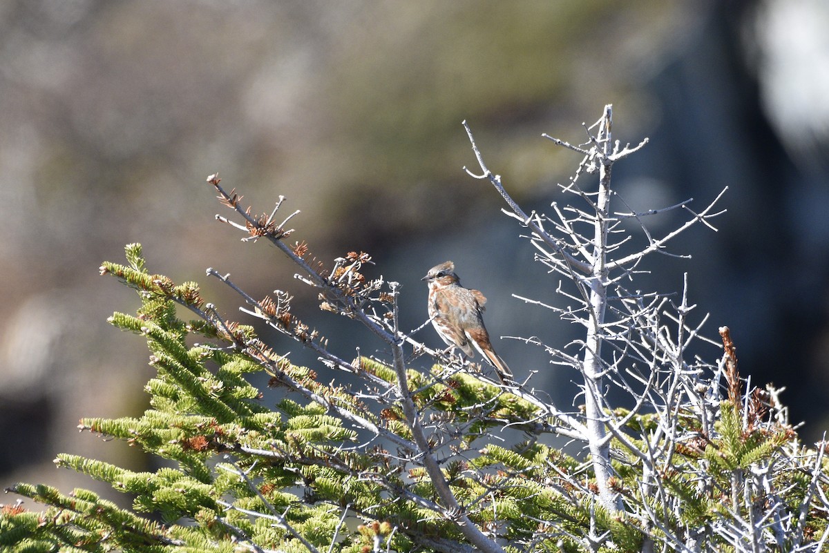 Fox Sparrow - ML597416441