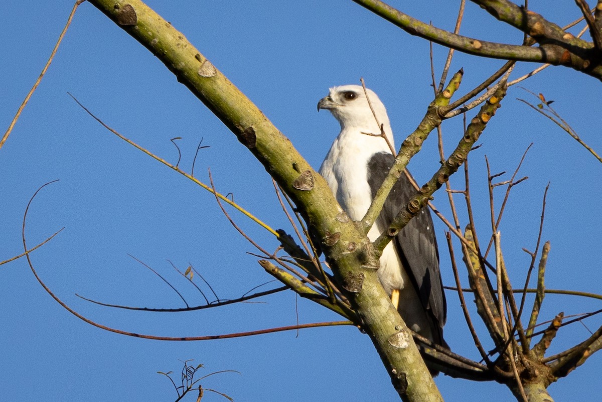 White-necked Hawk - ML597416941