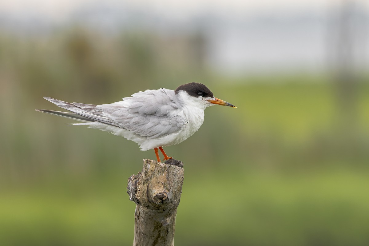 Common Tern - ML597417121