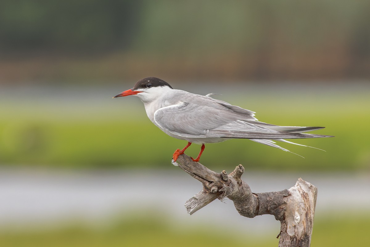 Common Tern - ML597417181