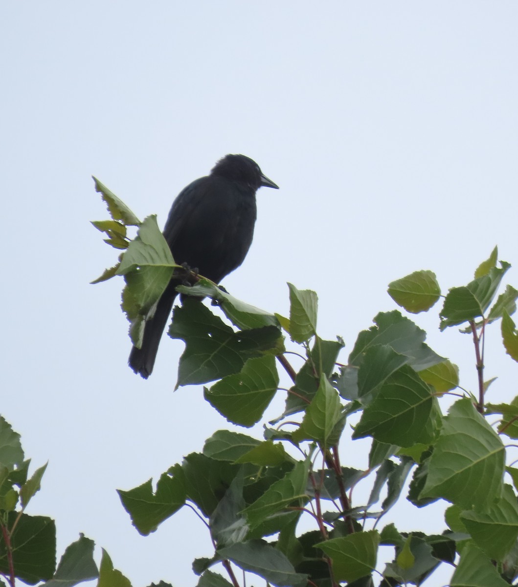 Austral Blackbird - ML597417721