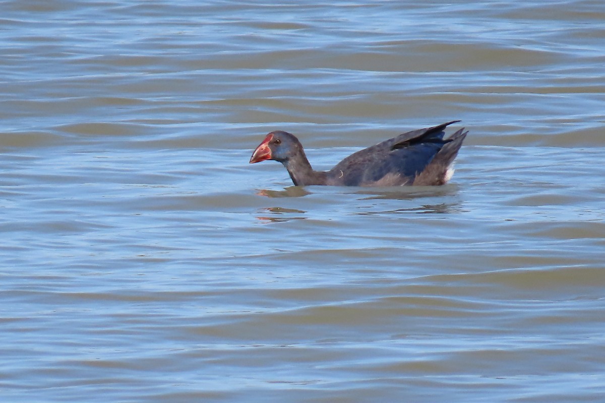 Western Swamphen - ML597418071