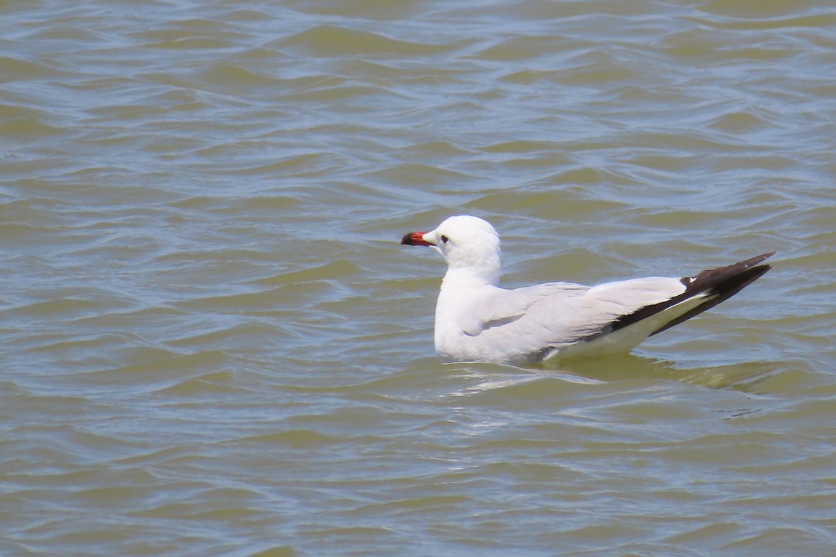 racek zelenonohý - ML597418651