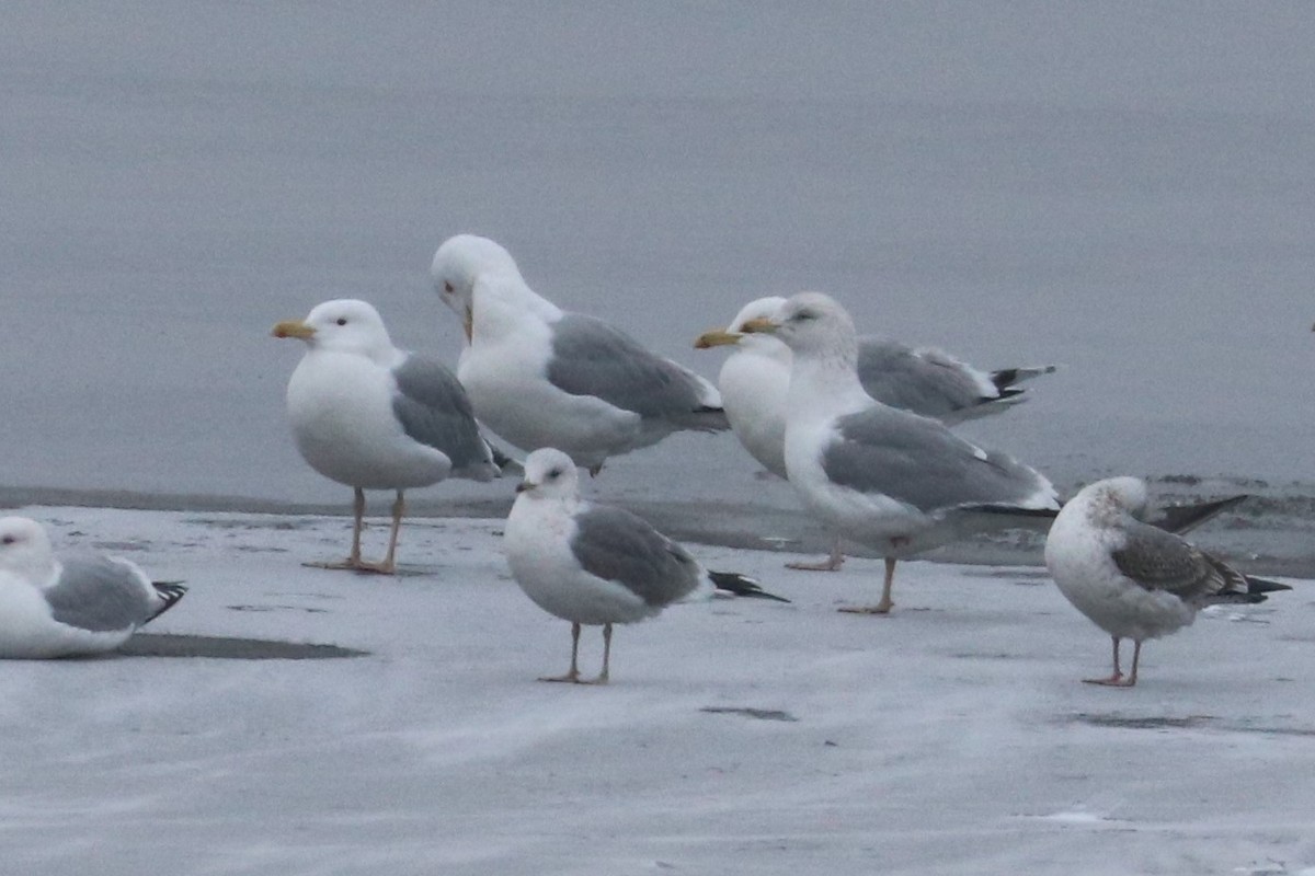 Common Gull - ML597419821