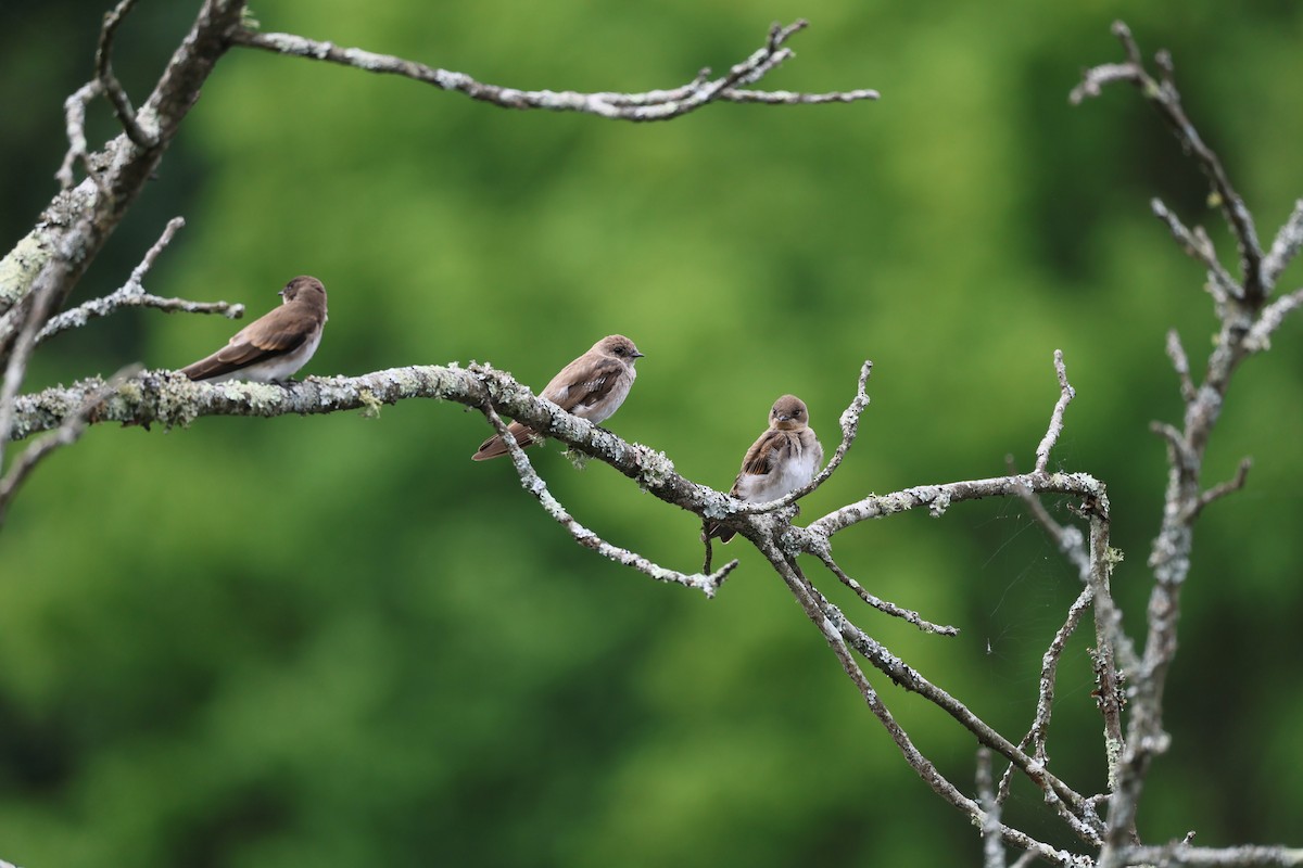 Northern Rough-winged Swallow - ML597419941