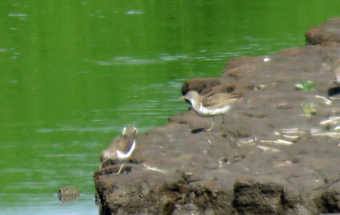 Spotted Sandpiper - ML597420171