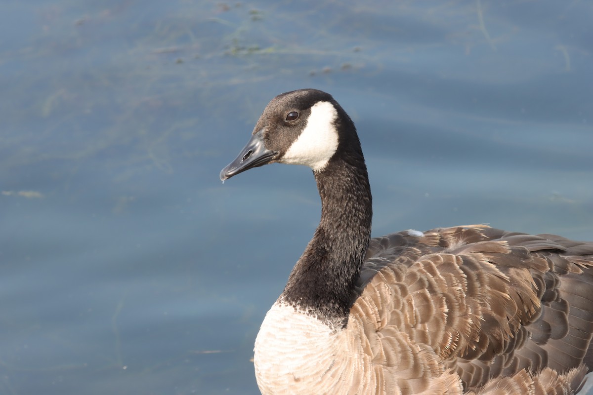 Canada Goose - ML597420341