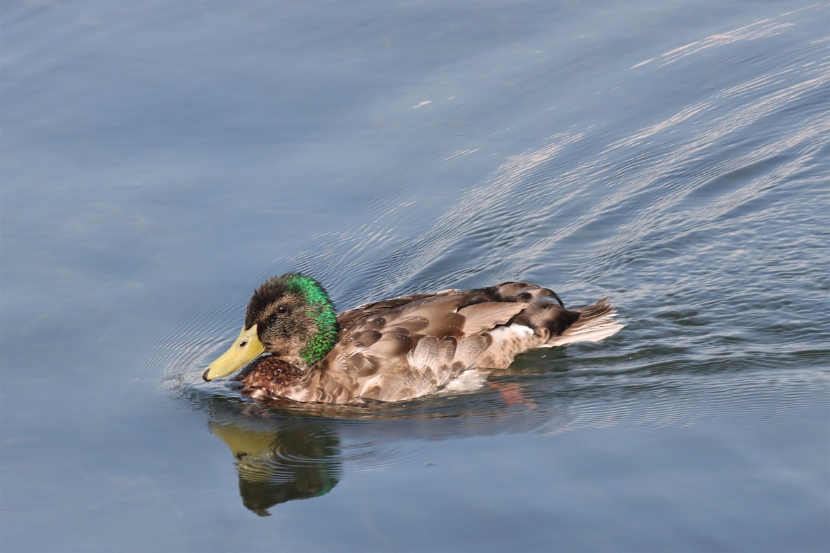 Mallard - ML597420431