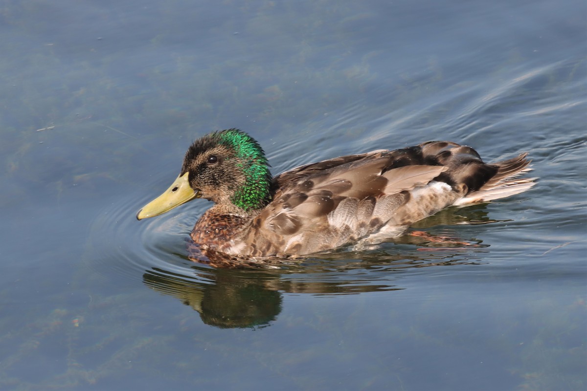 Mallard - ML597420441