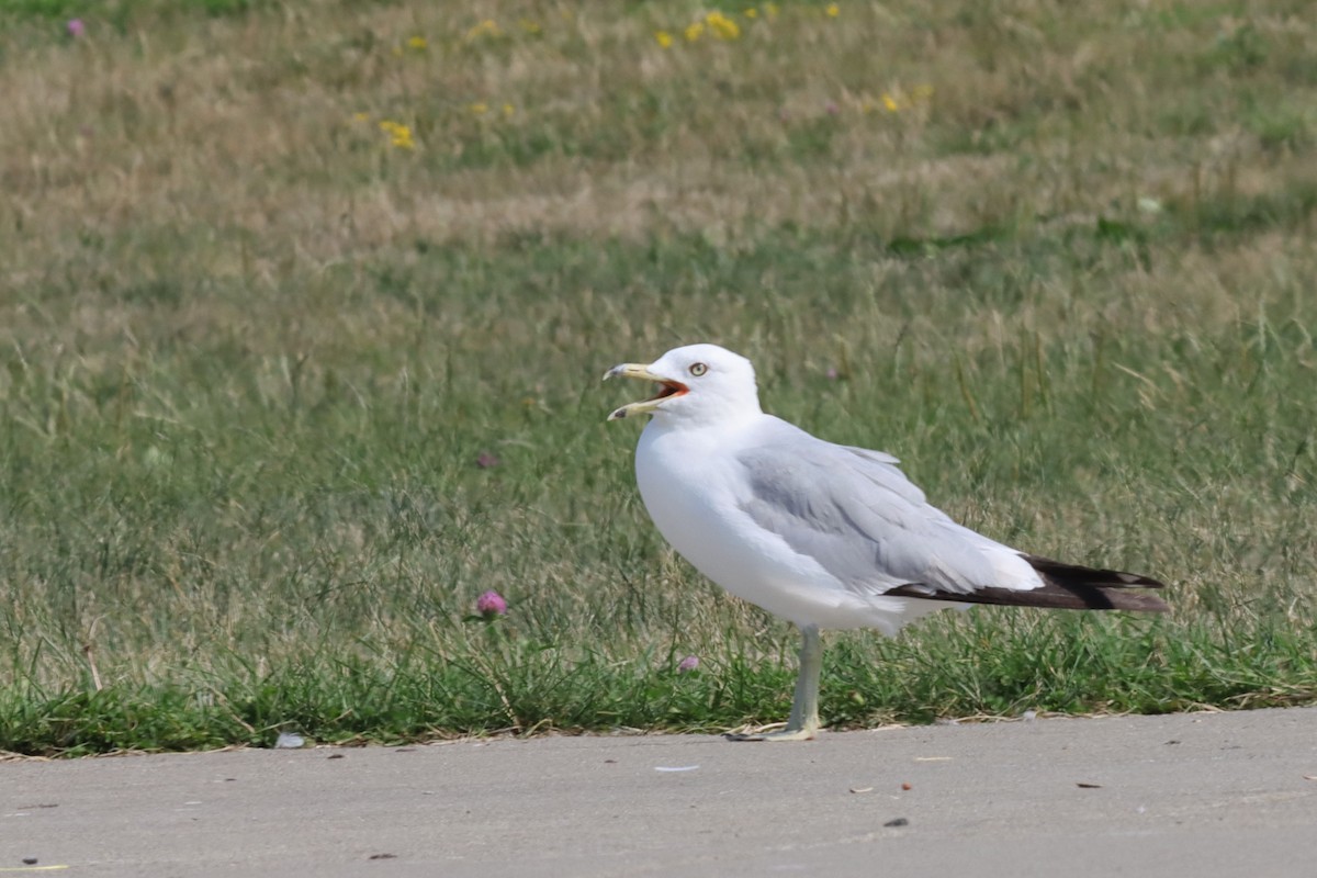 Ring-billed Gull - ML597420531