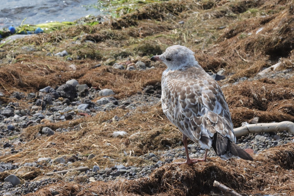 Ring-billed Gull - ML597420541