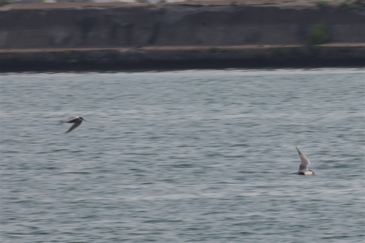 Common Tern - ML597420711