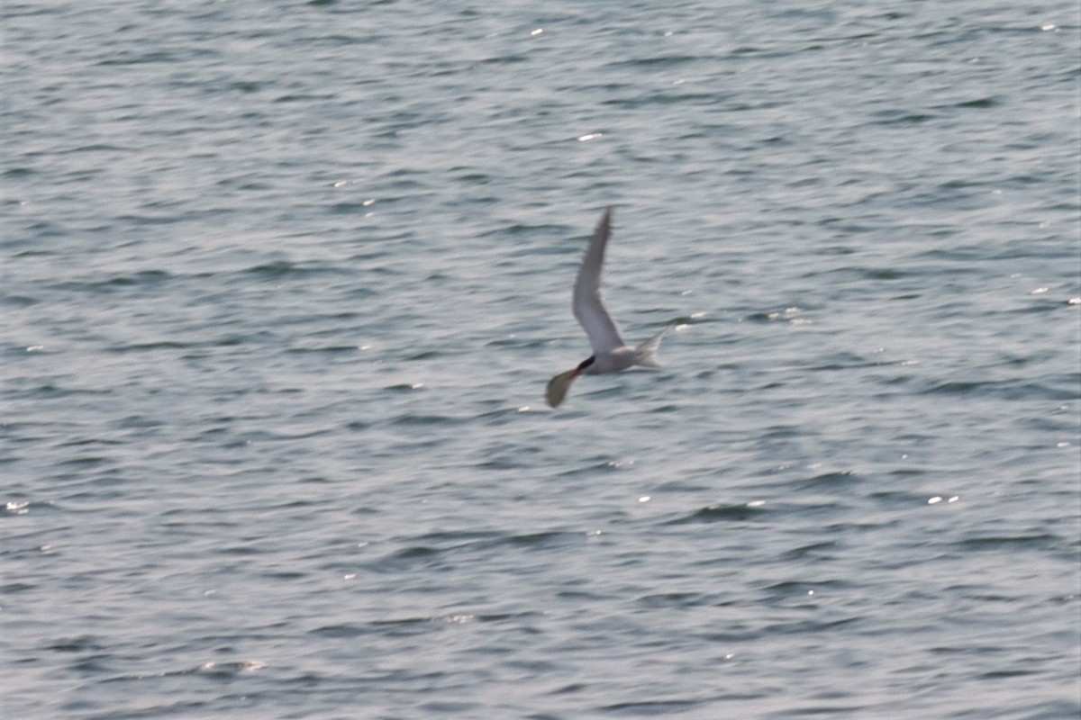 Common Tern - Margaret Viens