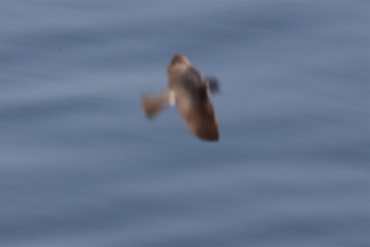 Cliff Swallow - ML597420911