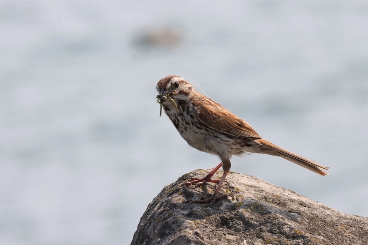 Song Sparrow - ML597421191