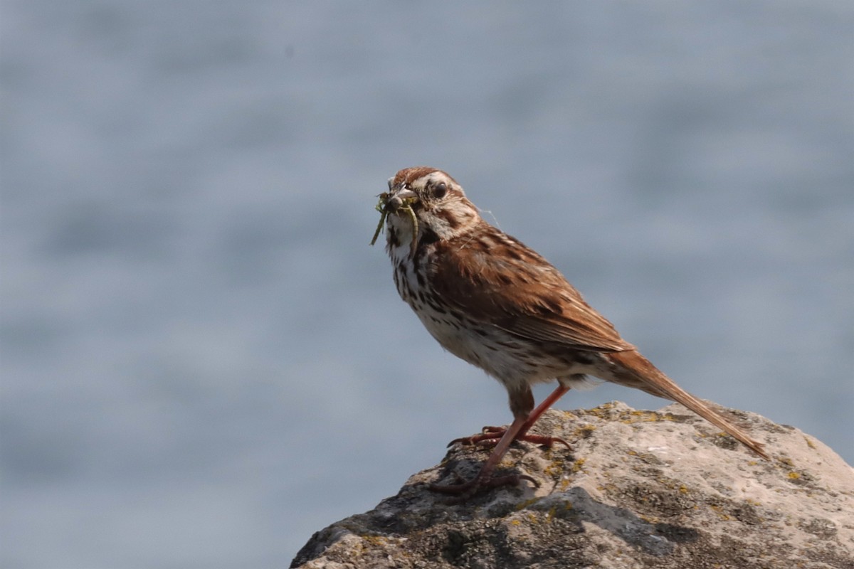 Song Sparrow - ML597421201