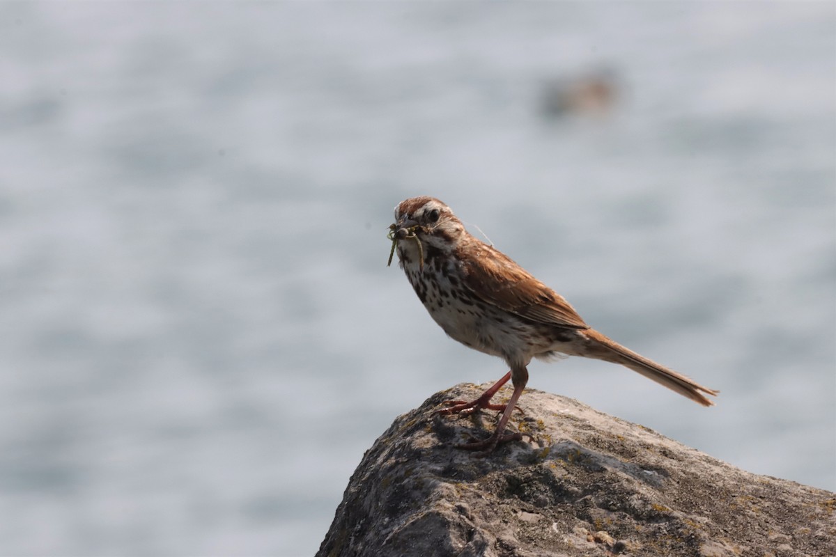 Song Sparrow - ML597421211