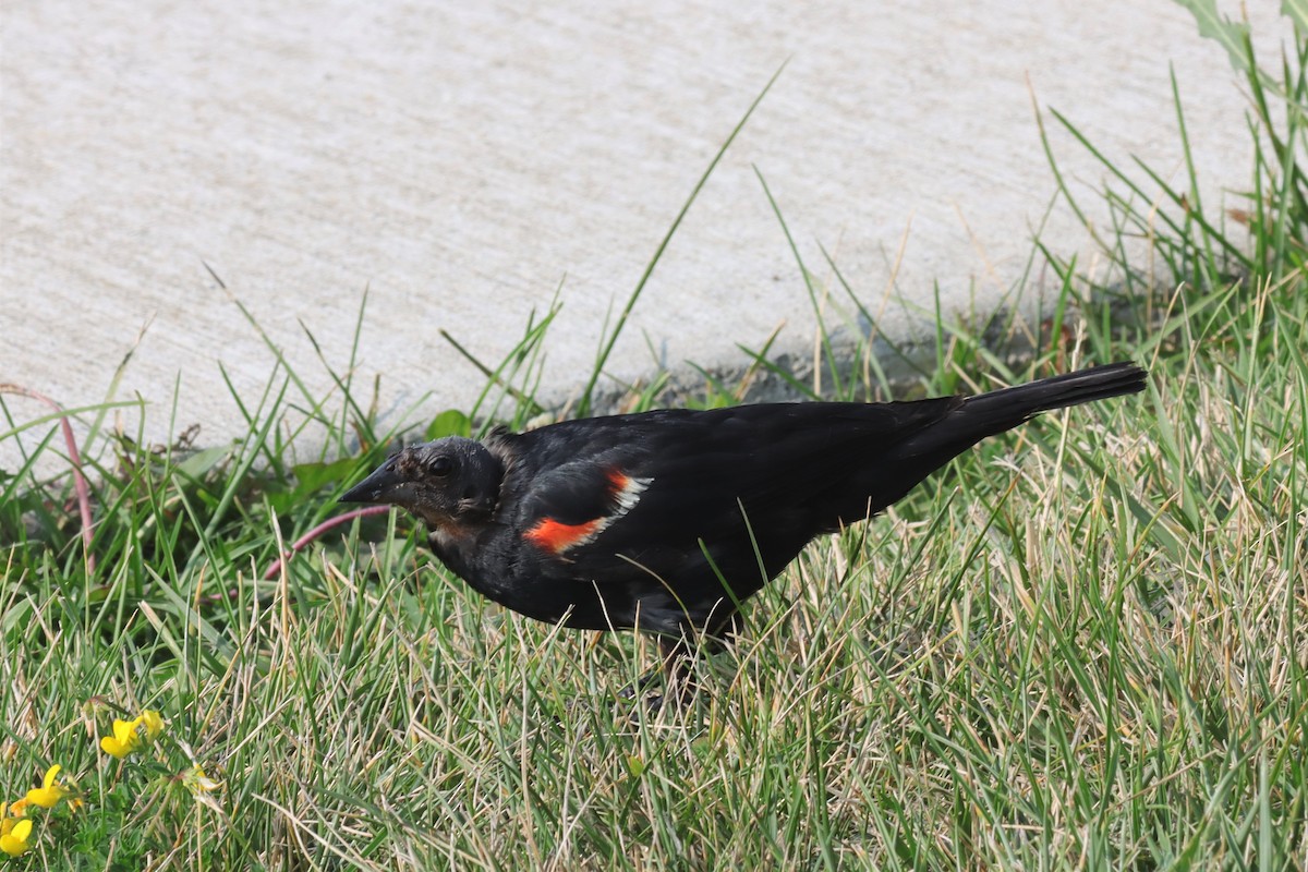 Red-winged Blackbird - ML597421351