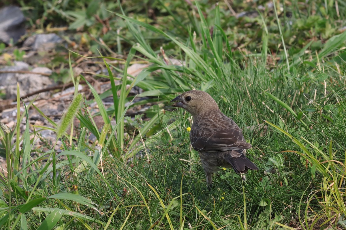 Brown-headed Cowbird - Margaret Viens