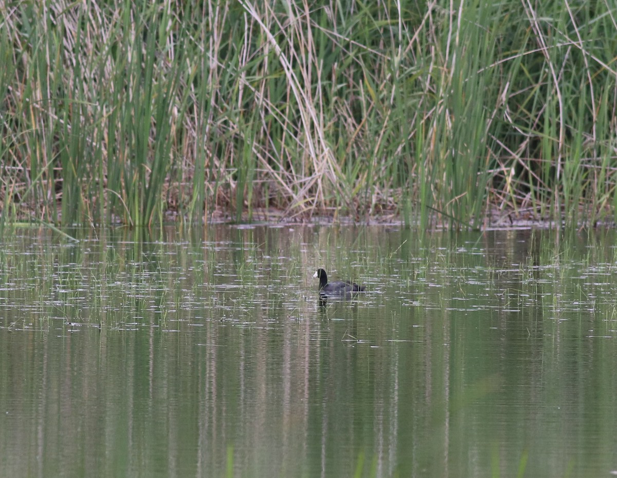 American Coot - ML597421571