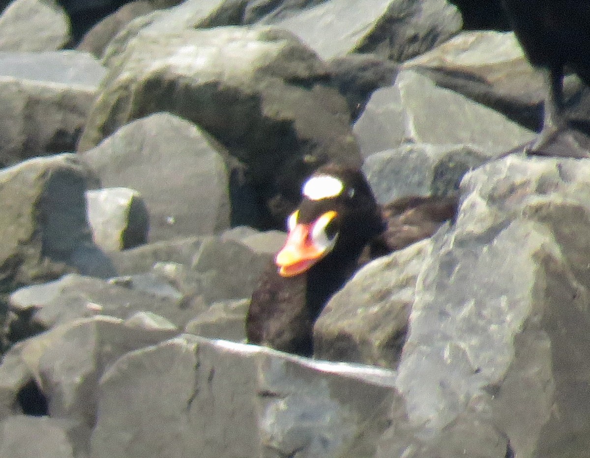 Surf Scoter - ML597421701