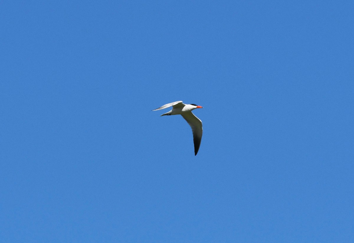 Caspian Tern - ML597422321