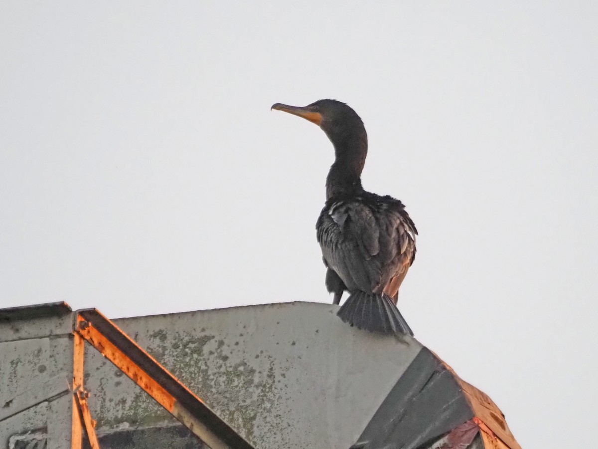 Double-crested Cormorant - ML597422431