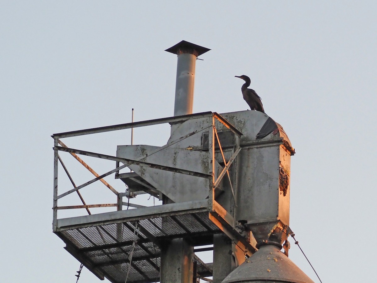 Double-crested Cormorant - ML597422441