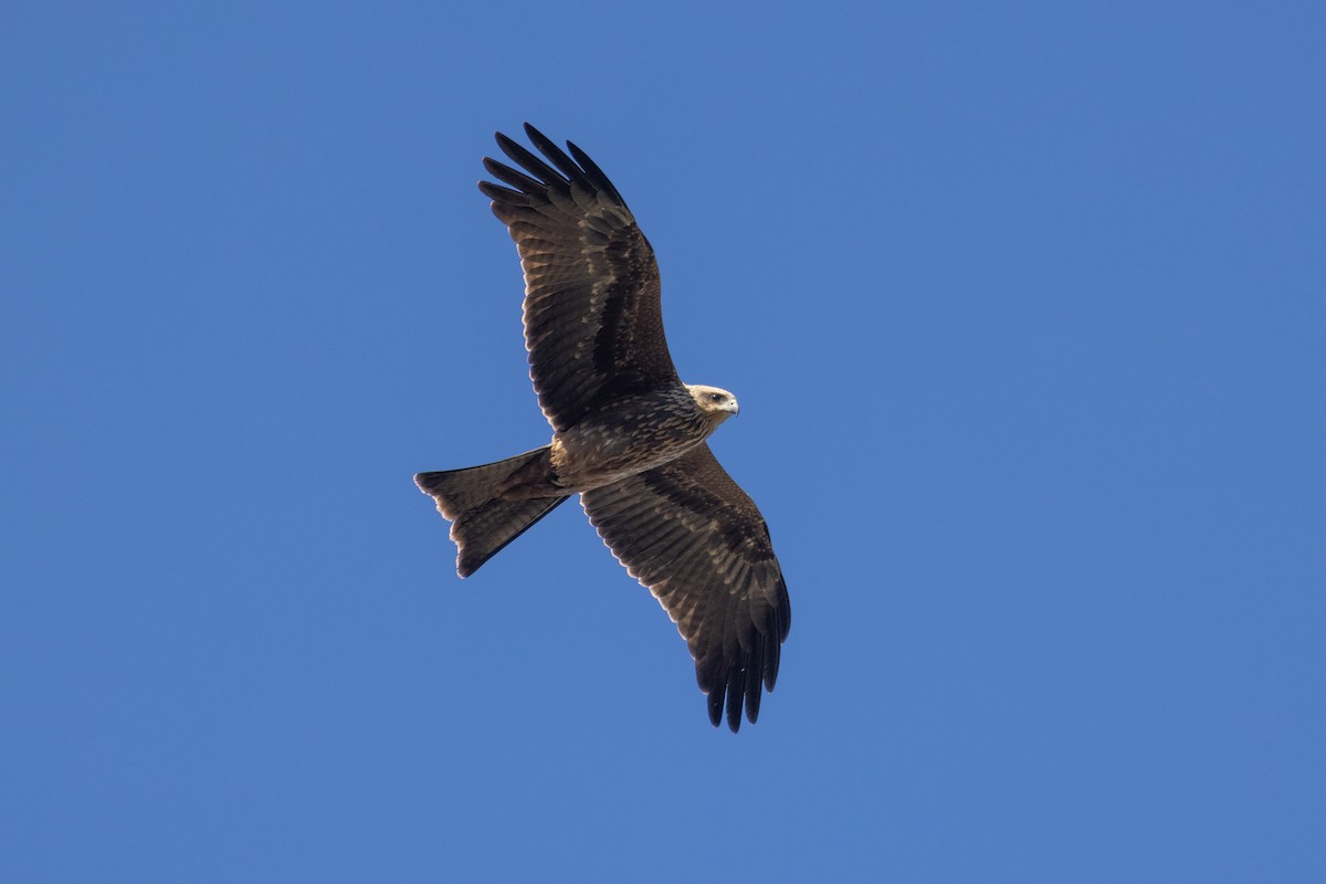 Black Kite (Black) - ML597424061