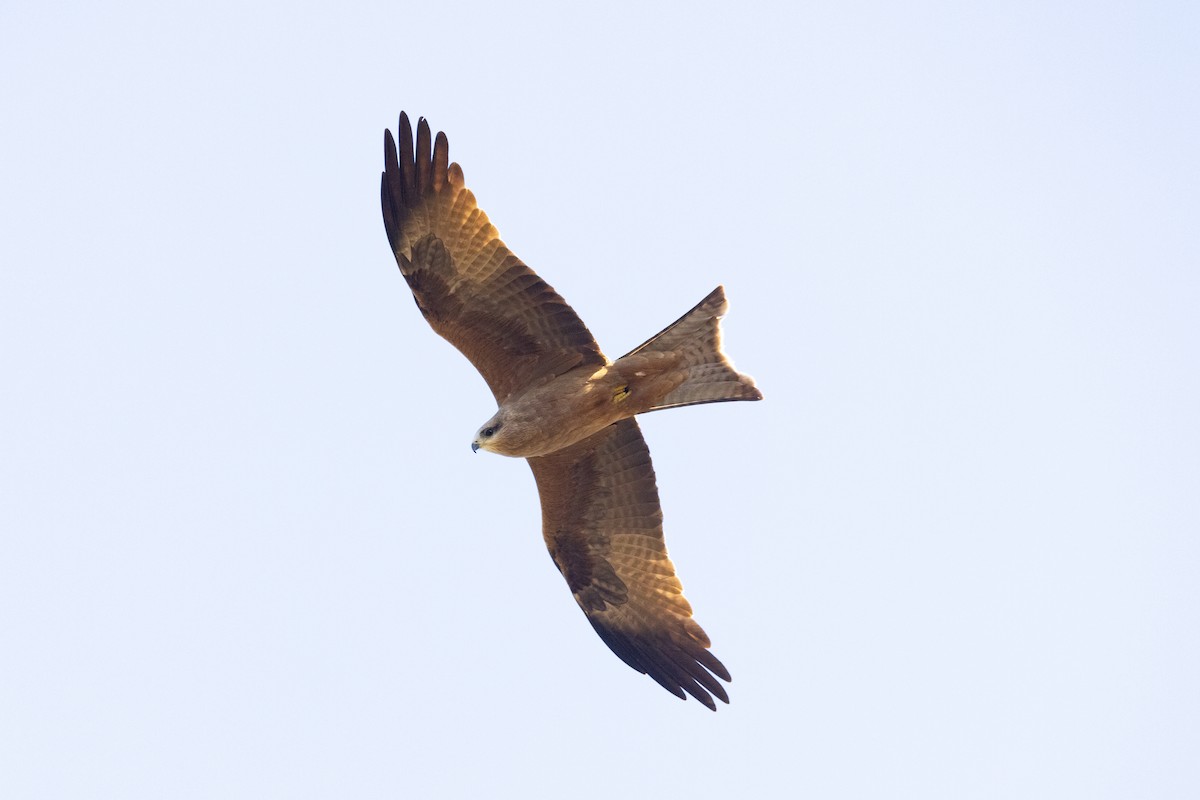 Black Kite (Black) - ML597424071