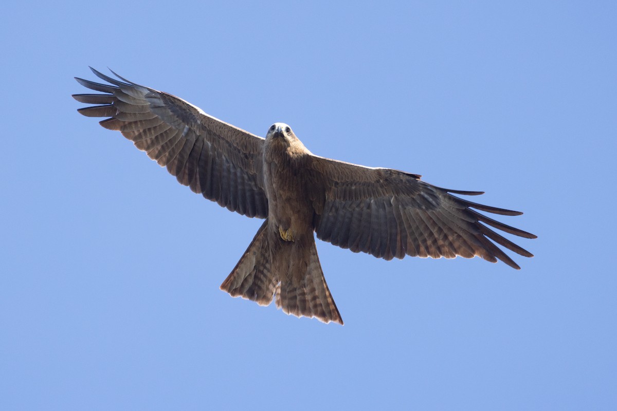 Black Kite (Black) - ML597424081