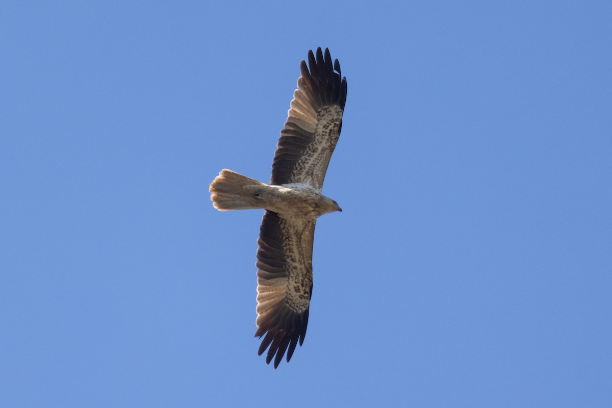 Keilschwanzmilan - ML597424091