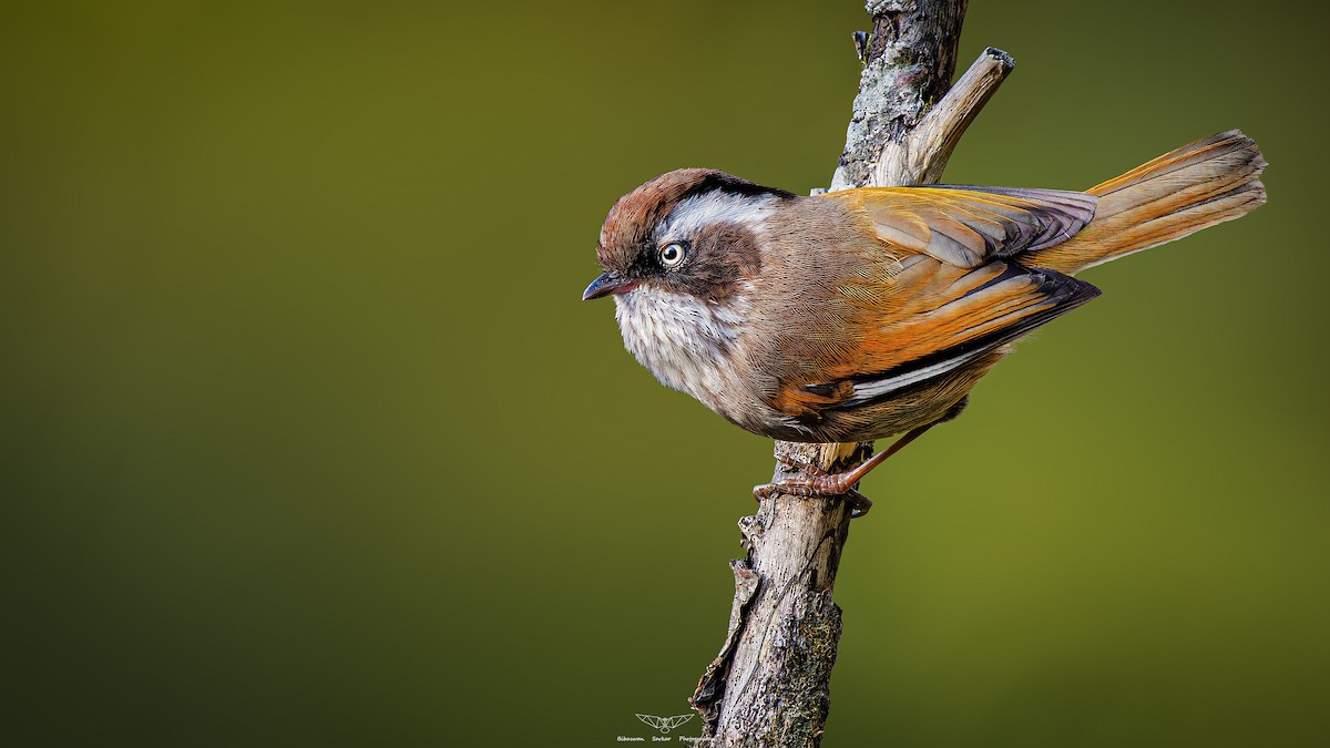 White-browed Fulvetta - Bibaswan Sarkar