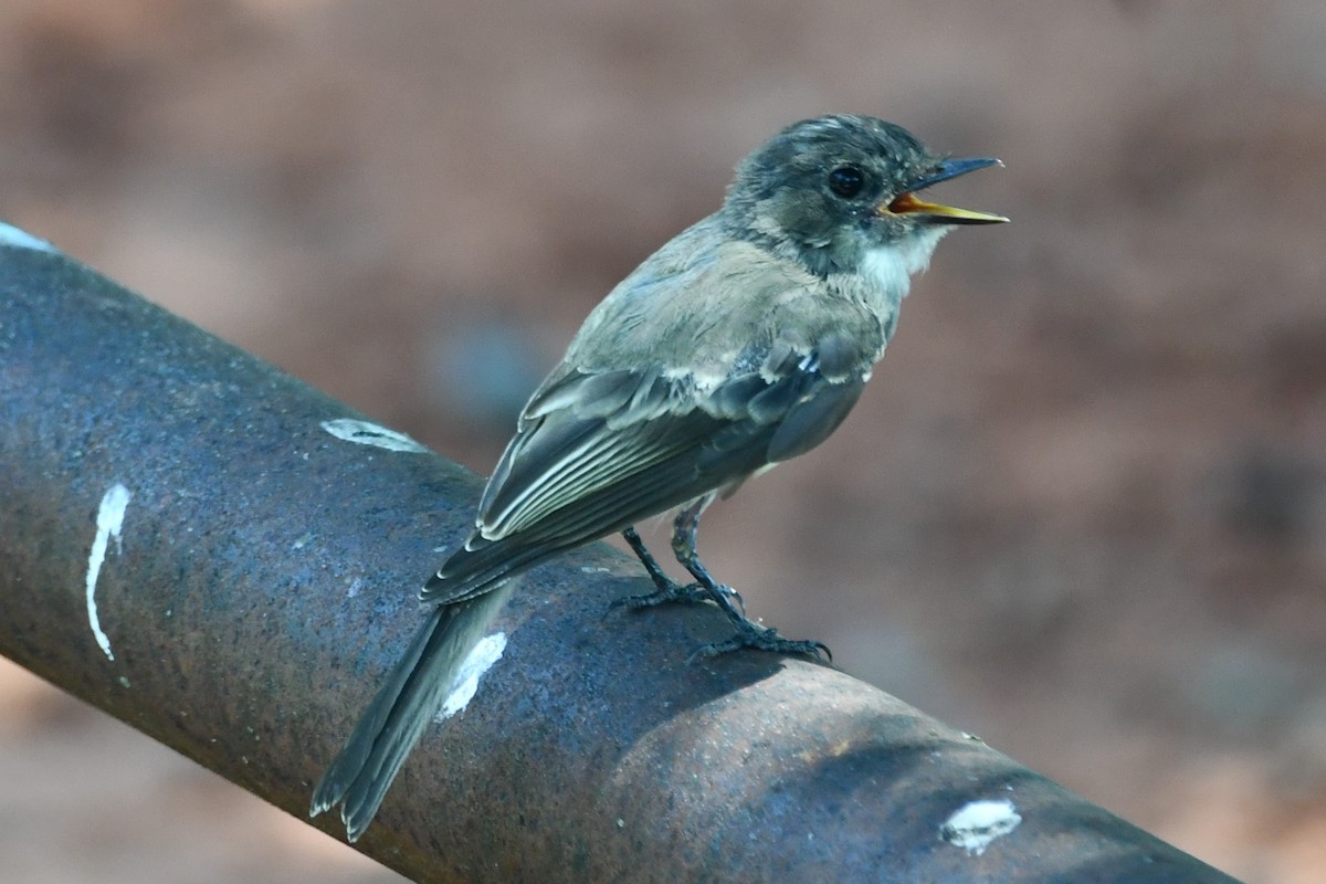 Eastern Phoebe - ML597426781