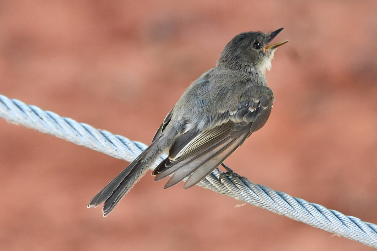 Eastern Phoebe - ML597426801