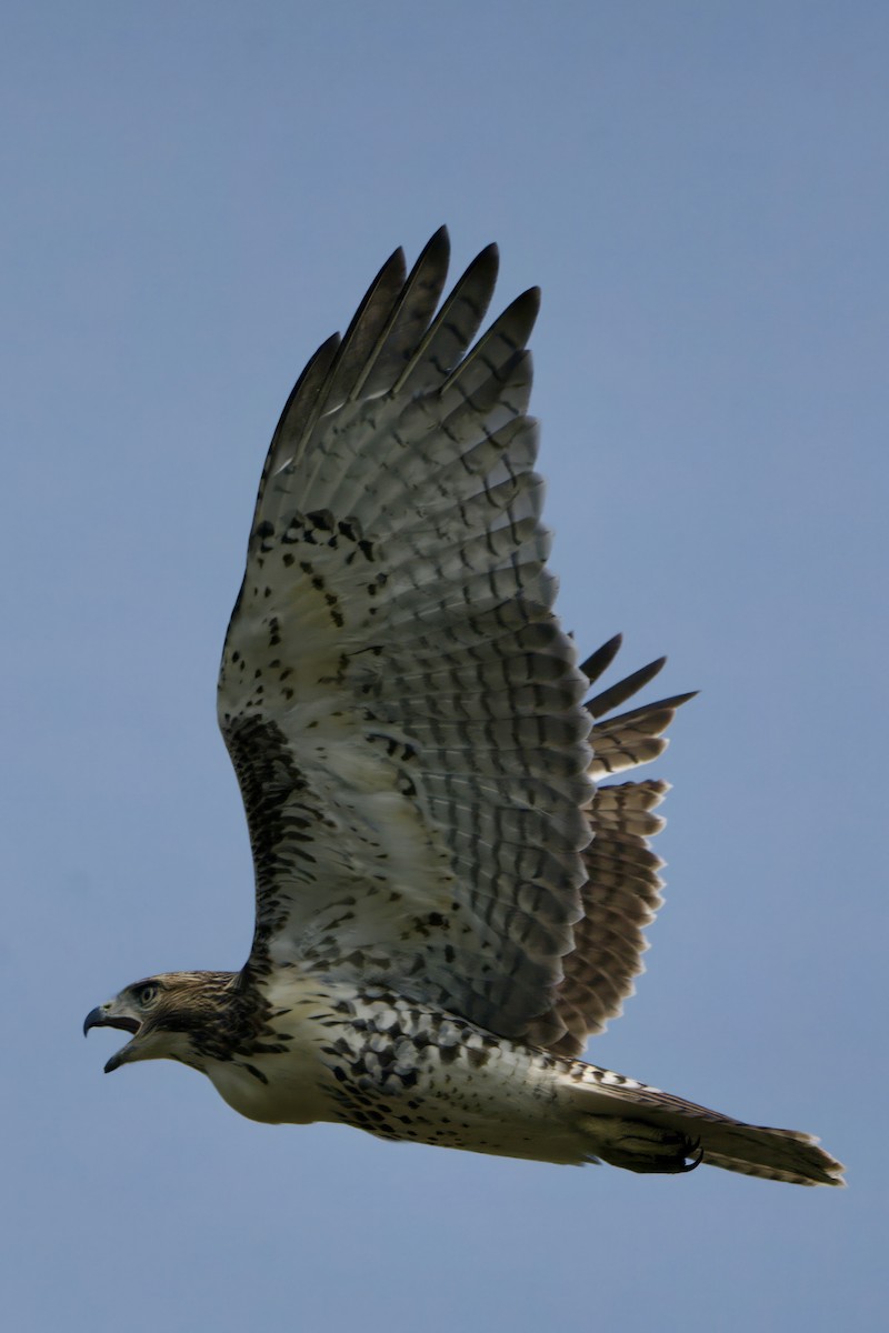 Red-tailed Hawk - ML597426871