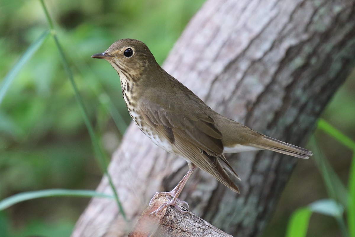 Swainson's Thrush - ML59742871