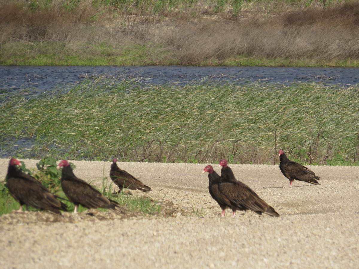 Turkey Vulture - ML597429151