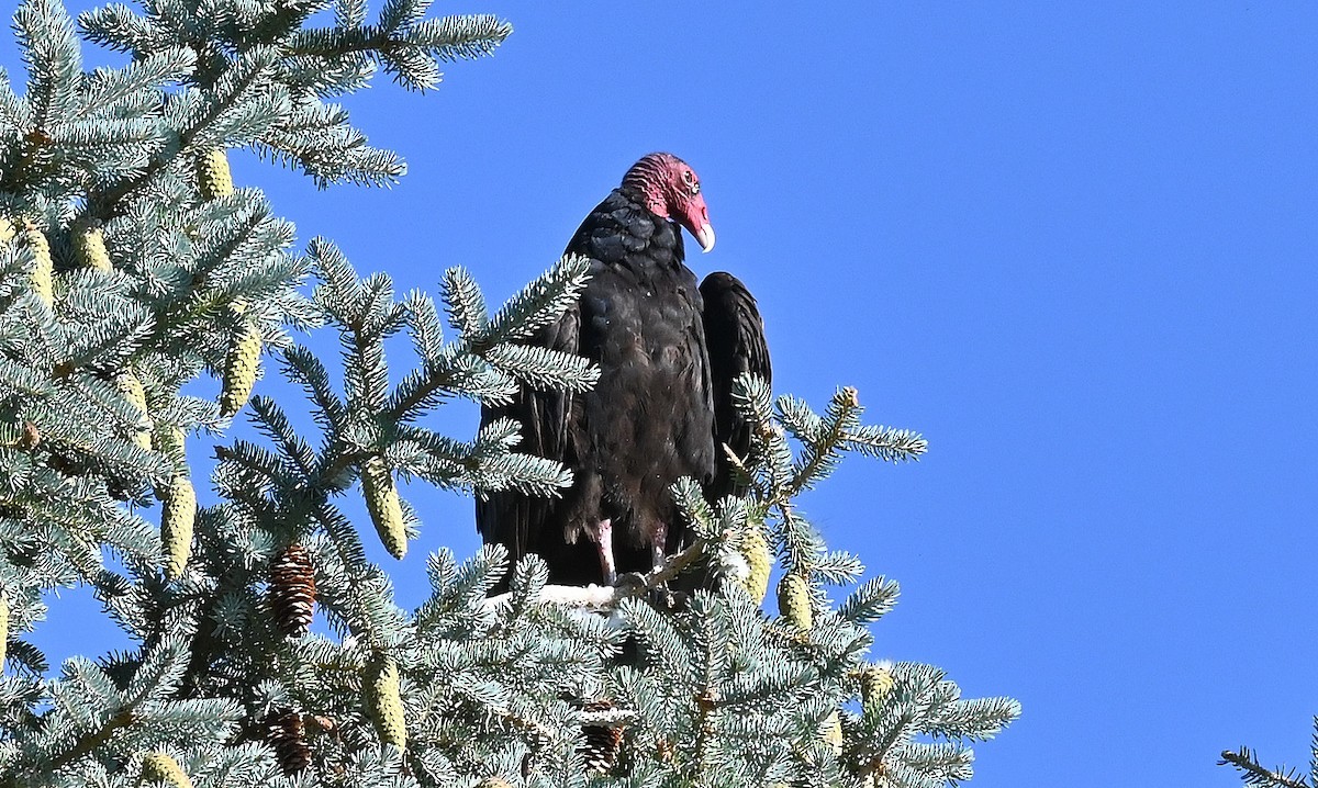 Turkey Vulture - ML597429161