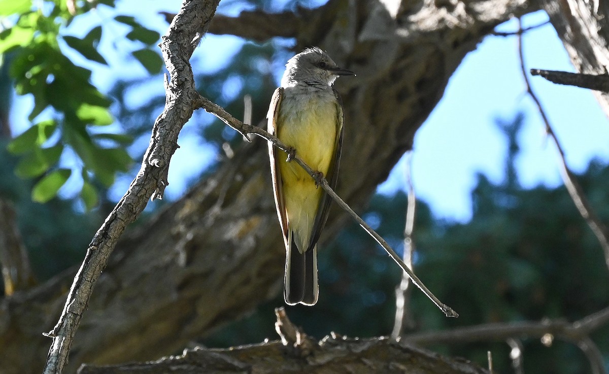 Western Kingbird - ML597429251