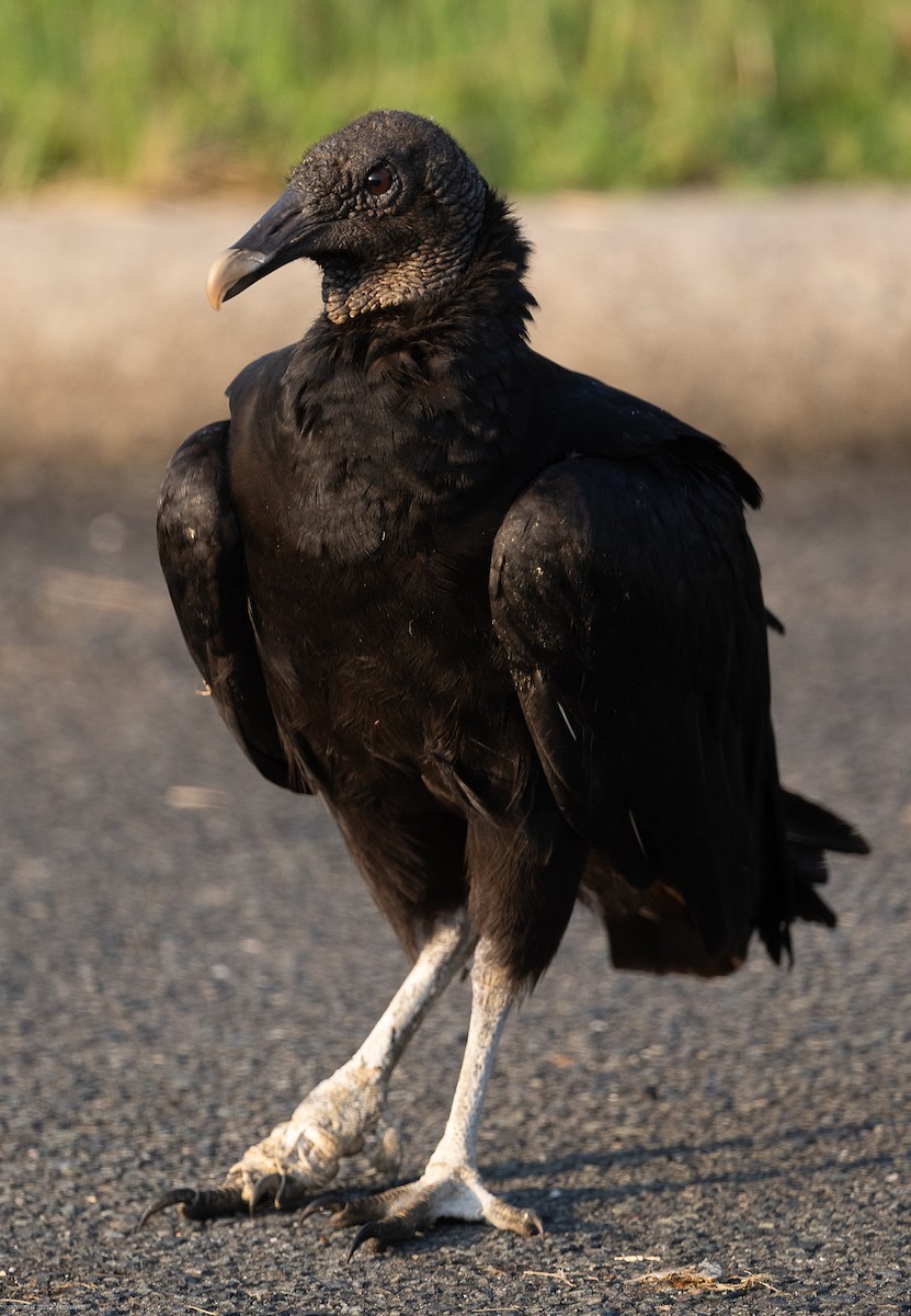 Black Vulture - ML597432361